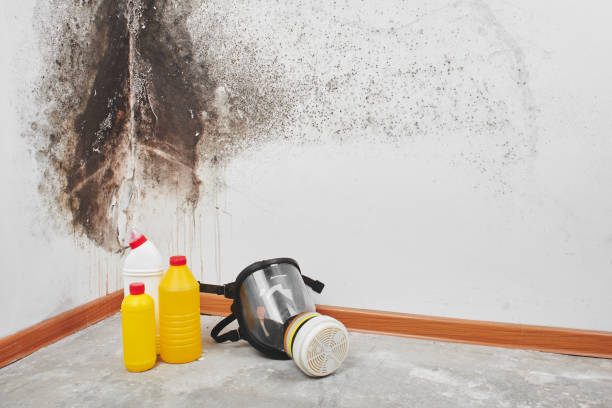 Best Emergency Mold Removal  in Montclair State University, NJ