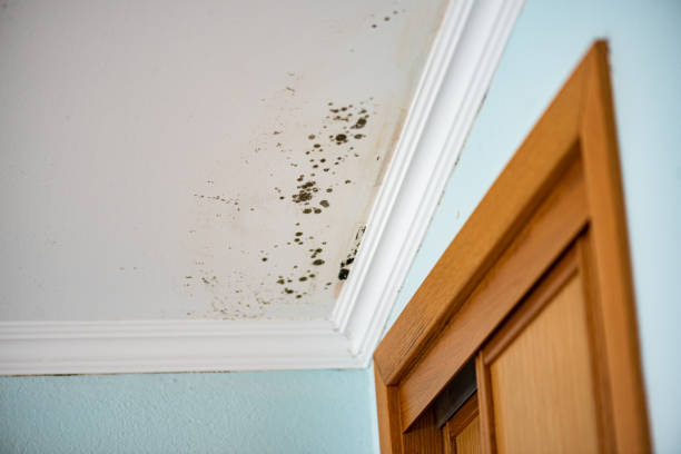 Best Affordable Mold Removal  in Montclair State University, NJ