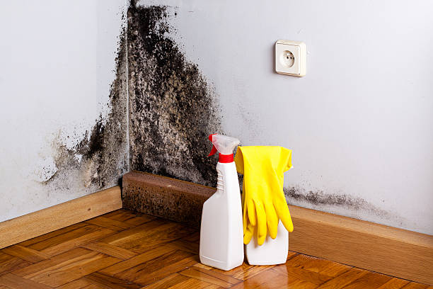 Best Mold Remediation  in Montclair State University, NJ