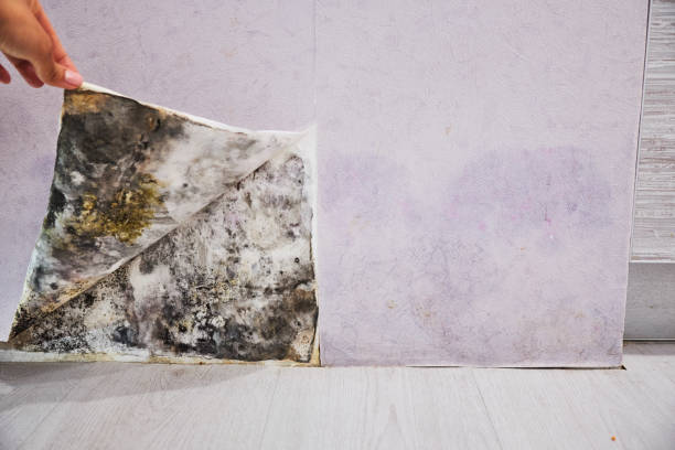 Best Mold Testing  in Montclair State University, NJ